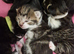 Rescue Cats/Kittens Ready to View/Reserve