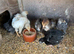 Young bantam chickens