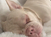 Male pink french bulldog