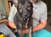German shepherd puppies