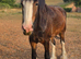 QUALITY 4yr old Registered shire mare