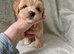 Gorgeous tiny maltipoo puppies