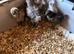 Silkie Chicks ready to go