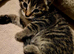 Siemese x kittens ready for their new home