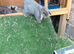 Vaccinated xx Tiny female mini lops