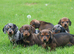 Miniature dachshund puppies