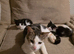 Gorgeous Female Kittens - 12 Weeks - Litter Trained & Flea Treated