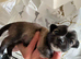 Long hair chihuahua