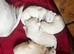 Full westies ready November