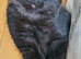 Ragdoll mix kittens. Possible delivery