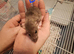 Baby male dumbo rats