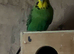 3 male budgies