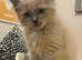 STUNNING MALE RAGDOLL KITTEN