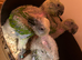 CUDDLY ADORABLE HAND REARED YELLOW NAPED AMAZONS
