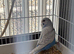 2 Beautiful baby budgies for sale in Swansea