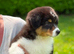 Australian Shepherd Black Tri Female Puppy