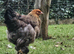 Brahma hens, NOW LAYING, garden chicken
