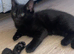 4 black fluffy kittens for sale