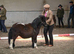 Standard Shetlands