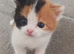 Brittish short hair cross maincoon