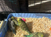 Lovely baby budgies in Dagenham
