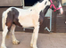 Cob colt