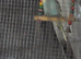 Young budgies