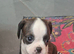 Boston/King Charles (Toy)