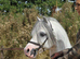 Stunning Welsh section a licensed stallion