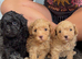 1 beautiful male puppie
