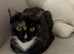 Female cat
