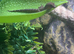 3 Laying Mourning Geckos