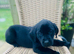 Black Labrador puppy