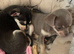 Exquisite chihuahua girl puppies