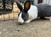 Beautiful Baby Dutch Bunnies Blue Grey