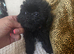 Tea cup female shihpoo for sale