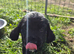 7 beautiful cocker spaniel