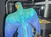 Blue and gold macaw
