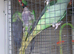 Pair of alexandrine