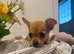 Chihuahua girl long haired puppy