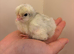 Beautiful chicks