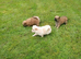 Pomeranian Pups