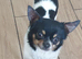 Chihuahua puppies 8 weeks Alford Lincolnshire
