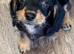 Chihuahua x dachshund chiweenies
