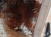 3 millefleur Pekin bantam chickens