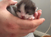 3 kittens