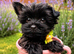 Only two left! Mini Black Yorkshire Terrier