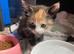 4 kittens