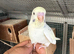 Co-parented baby budgie