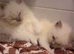 Pure ragdoll